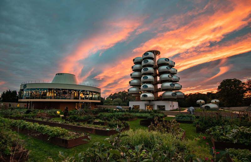 越看越像樹(shù)葡萄，但一點(diǎn)都不“土味”